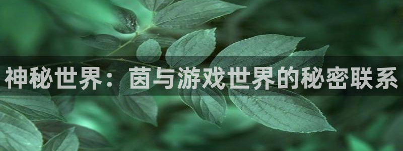 蓝冠招商首页app：神秘世界：茵与游戏世界的秘密联系
