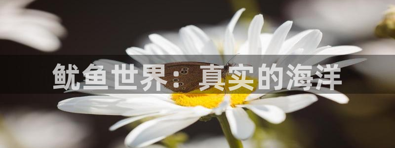 蓝冠在线平台真的可以躺赚吗：鱿鱼世界：真实的海洋